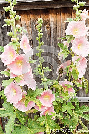 Pink Hollyhocks against a wooden fence in a garden Stock Photo