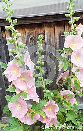 Pink Hollyhocks against a wooden fence in a garden Stock Photo