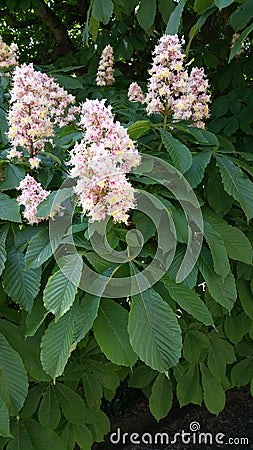 Pink horse chestnut flowers Stock Photo