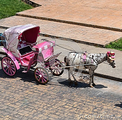 Pink horse-drawn carriage with a horse wearing a hat Stock Photo