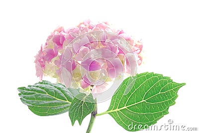 Pink hortensia Stock Photo