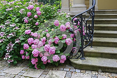 Pink hortensia flowers hydrangea in the garden Stock Photo