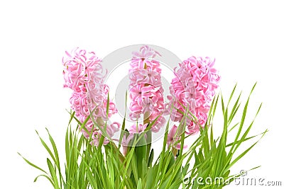 Pink Hyacinth Stock Photo