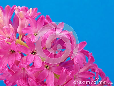 Pink hyacinth on blue Stock Photo