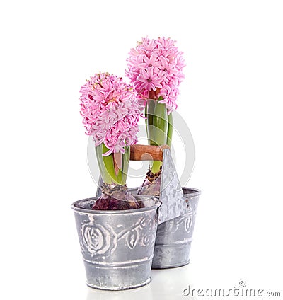 Pink Hyacinth bulb flowers Stock Photo