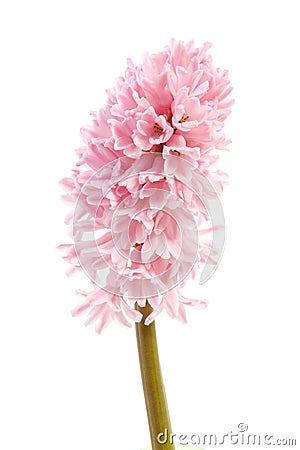 Pink hyacinth flower Stock Photo