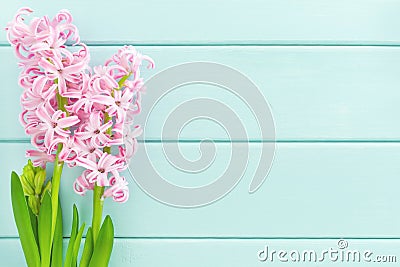 Pink hyacinth flower with on mint wooden background Stock Photo