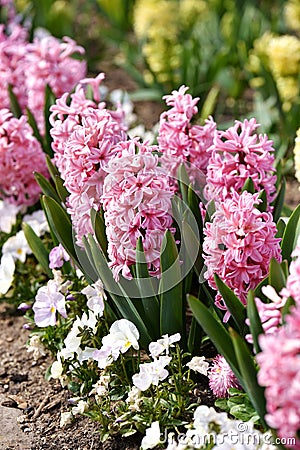 Pink hyacinth flowers Stock Photo