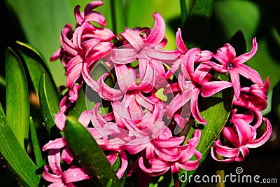 pink Hyacinthus orientalis flower macro. blurred soft lush green leaves in the background Stock Photo