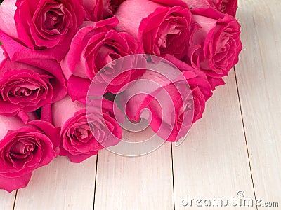 Pink hybrid tea roses Stock Photo