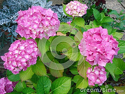 Pink hydrangea beautiful, the flower color. Stock Photo