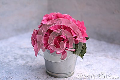 Pink Hydrangea blossom.Flowering hortensia in Little vase Stock Photo