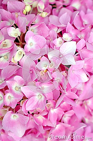 Pink Hydrangea Stock Photo