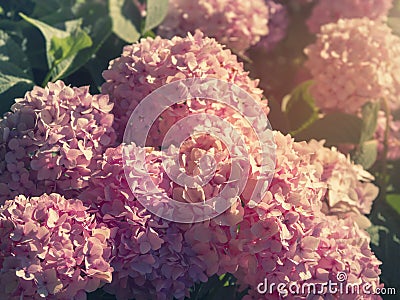 Pink Hydrangea close-up. Bunch of vibrant pink blooming Hydrangea flowers Stock Photo