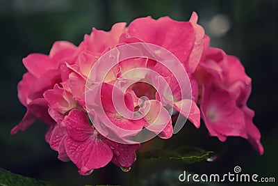 Pink hydrangea with dew drops Stock Photo