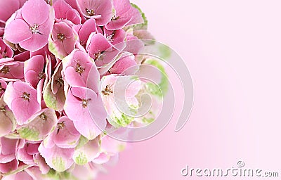 Pink Hydrangea Flowers Background Stock Photo