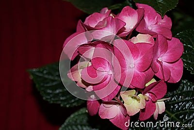 Pink hydrangea flowers Stock Photo