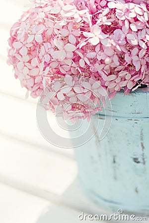 Pink hydrangea flowers Stock Photo