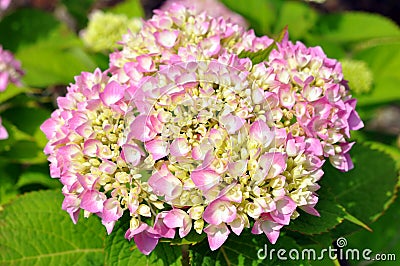 Pink hydrangea Stock Photo