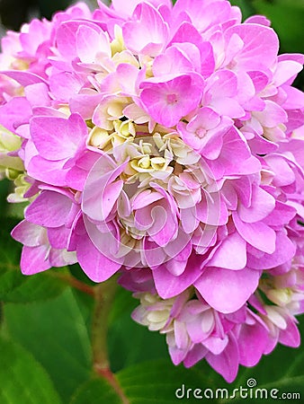 Pink Hydrangea Stock Photo