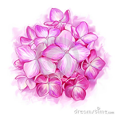 Pink hydrangea on white background Stock Photo