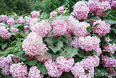 Pink hydrangeas on the bush Stock Photo