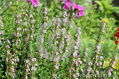 Pink hyssop or Hyssopus officinalis garden plant Stock Photo