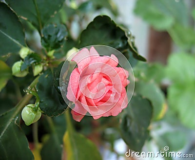 Pink impatiens flower (balsamine) Stock Photo