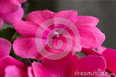 Pink impatiens flower Stock Photo