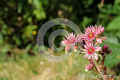 Pink inflorescence of the plant molodilo Latin SempervÃ­vum or stone rose on a green background Stock Photo