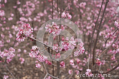 Viburnum farreri shrub in bloom Stock Photo