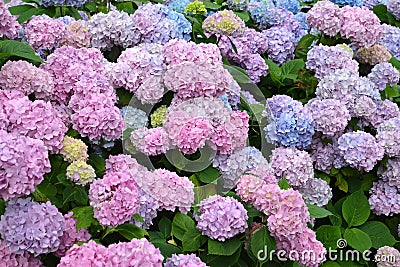 Pink inflorescences of a hydrangea Hydrangea L. close up Stock Photo