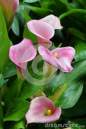 Pink infloresences of Zantedeschia sp. plant with petal-like spathes surrounding the central, yellow spadices Stock Photo