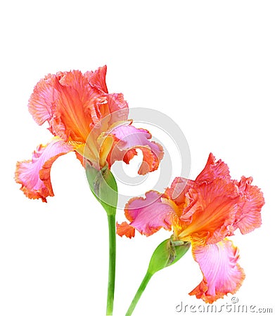 Pink Iris Stock Photo