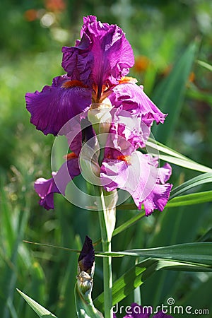 Pink iris flower in the garden. Stock Photo