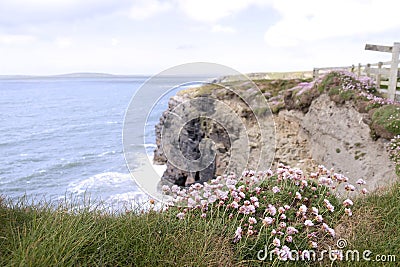 Pink Irish wildflowers on the cliffs edge Stock Photo