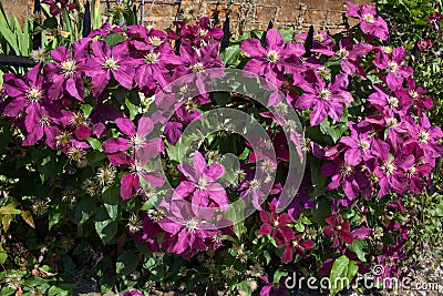 Pink Italian Leather flowers in full bloom Stock Photo