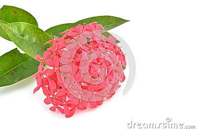 Pink Ixora flower Stock Photo