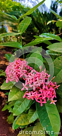 Pink Ixora flower plant in garden Stock Photo