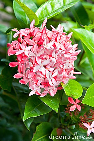 Pink ixora flowers Stock Photo