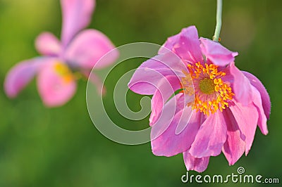 Pink Japanese anemone flower Stock Photo