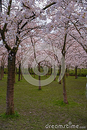 Pink japanese cherry blossom garden in Amsterdam in full bloom. The Bloesempark, Amstelveen, North Holland Stock Photo