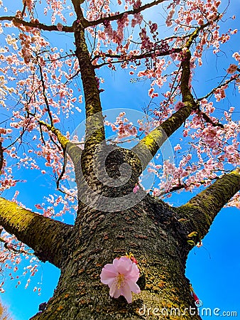 Pink japanese cherry blossom garden in Amsterdam in full bloom, Bloesempark - Amsterdamse Bos Netherlands Stock Photo