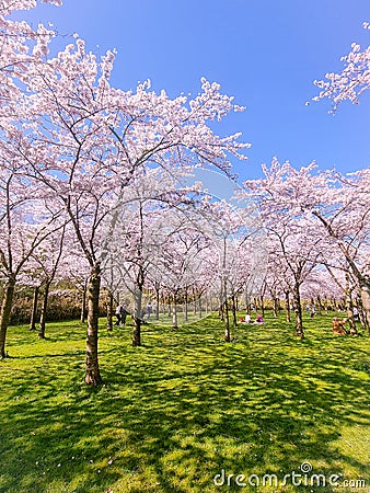 Pink japanese cherry blossom garden in Amsterdam in full bloom, Bloesempark - Amsterdamse Bos Netherlands Stock Photo