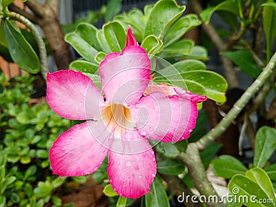 The pink Japanese frangipani flowers are very beautiful Stock Photo