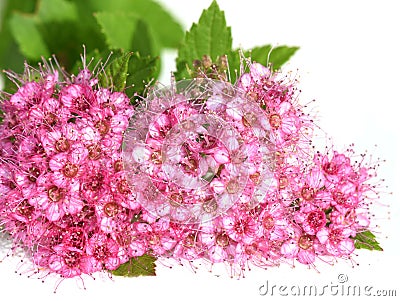 Pink Japanese spirea flower isolated Stock Photo