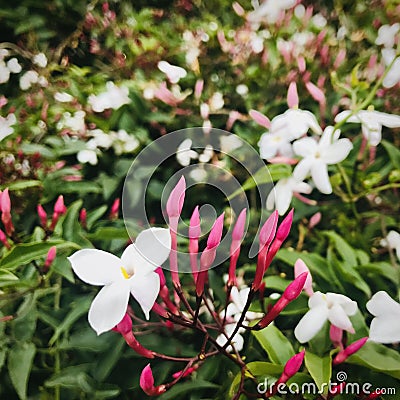 Pink Jasmine blossom, select focus. Stock Photo