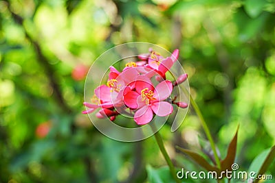 Pink Jatropha integerrima flower in nature garden Stock Photo