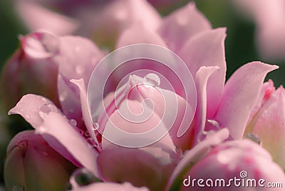 Pink jelly flowers are close up Stock Photo