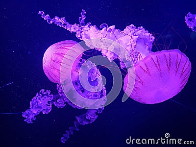 Pink jellyfish in the water Stock Photo